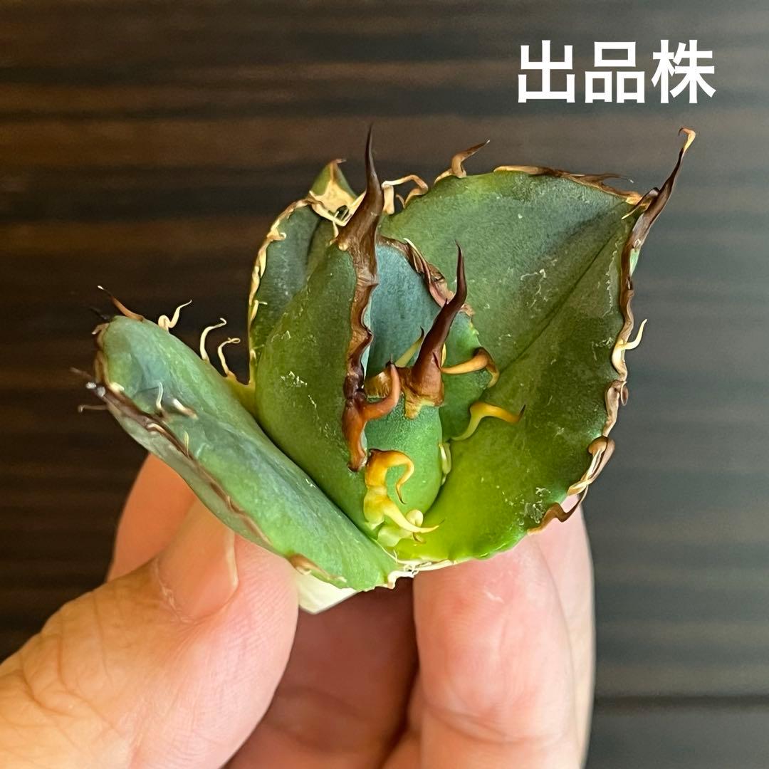 アガベ オアハカ現地株 子株 超陽炎 - メルカリ