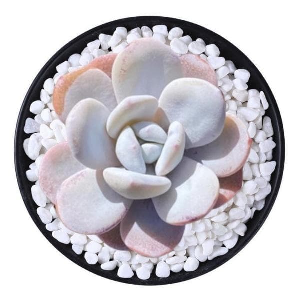 YP19 美苗大人気ラウイ 多肉植物 エケベリア 韓国苗大苗 - メルカリ