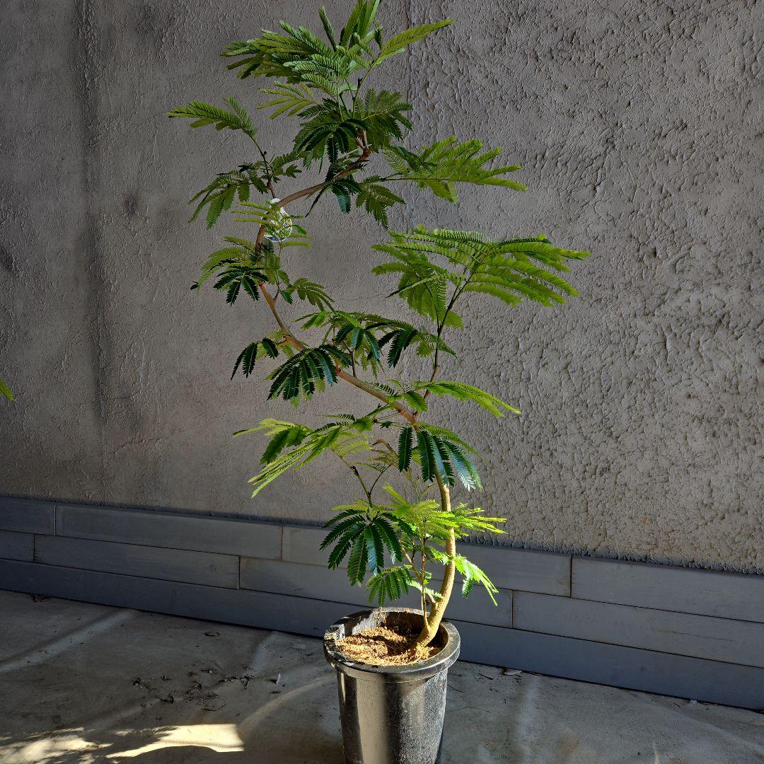 ⑪　エバーフレッシュ曲がり仕立て　8号特大苗木最高等級極上品‼️ エバーフレッシュ 曲がり 仕立て 8号 お祝い ギフト 開店祝い 新築