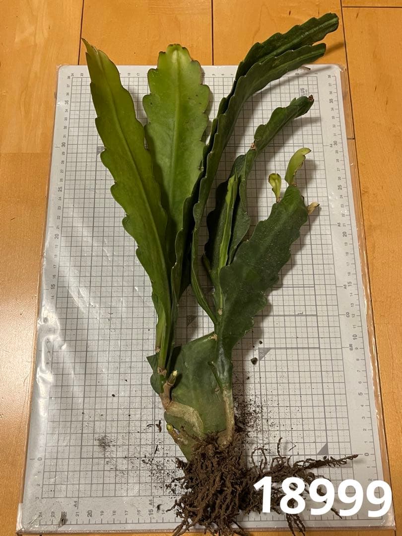 メル85316様 取り置き - メルカリ