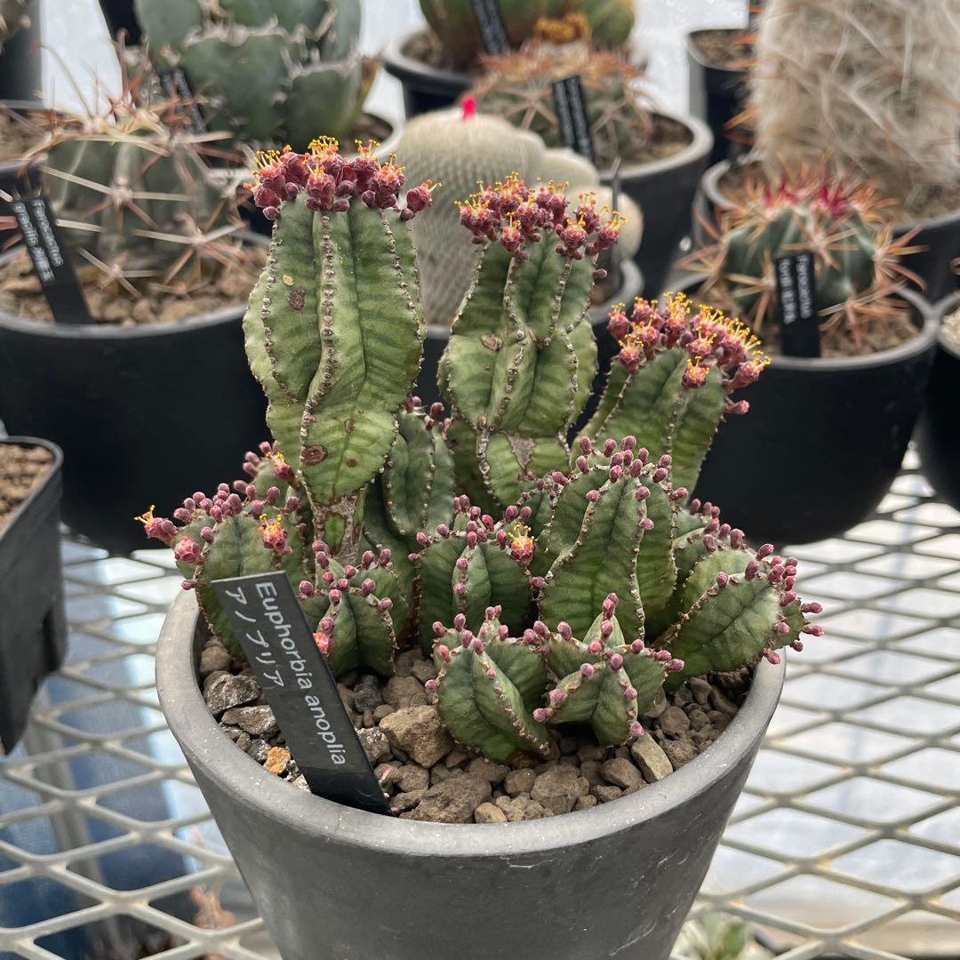 ユーフォルビア アノプリア 4号ブラックポット 群生株 - メルカリ