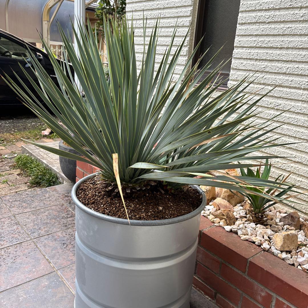 ユッカ ロストラータ幹太 希少なダブルヘッド シルバーブルー大株