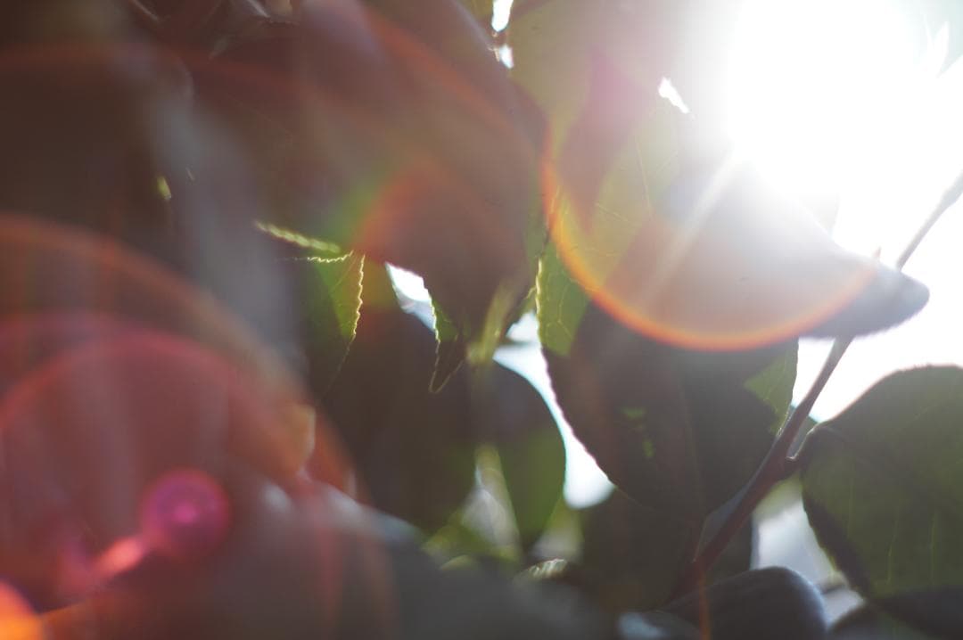 極美フレア✨ 作例有 PENTAX スーパータクマー 55mm f1.8 後期 - メルカリ