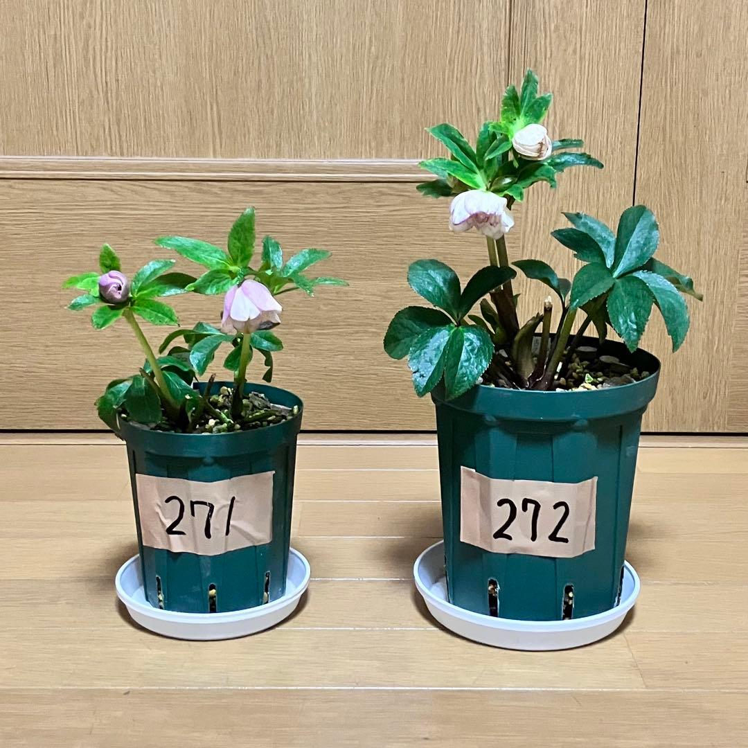 クリスマスローズ 開花株 苗 株 ☆ダブル 2苗セット ☆来シーズン用