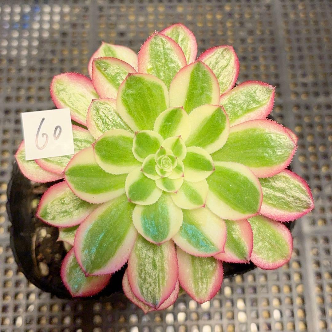 60 #観葉植物アエオニウム錦❤️海仙錦❤️1大頭9-10cm 拔き苗 - メルカリ