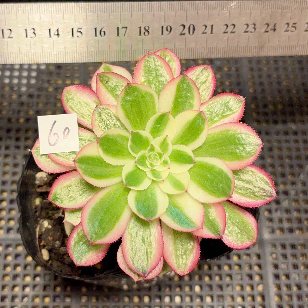 60 #観葉植物アエオニウム錦❤️海仙錦❤️1大頭9-10cm 拔き苗 - メルカリ