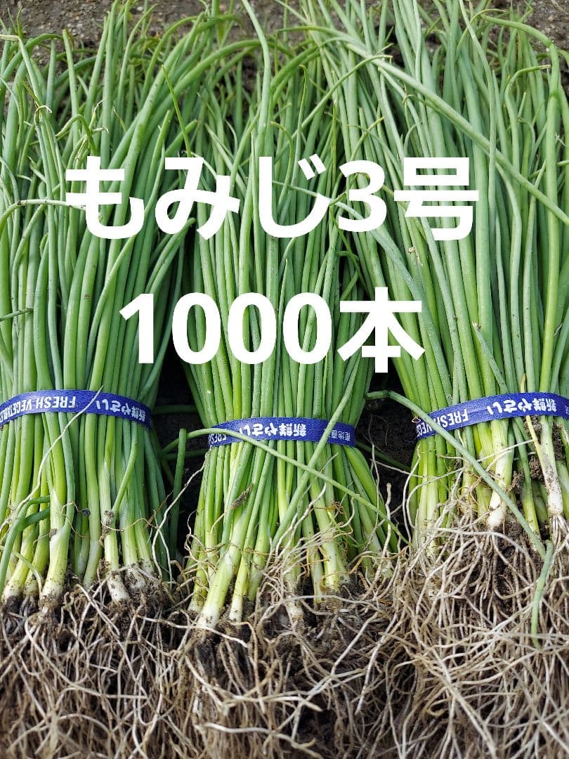 もみじ3号苗 1000本 玉ねぎ抜き苗 品種：もみじ3号(晩生) 【野菜の苗 約50本／束