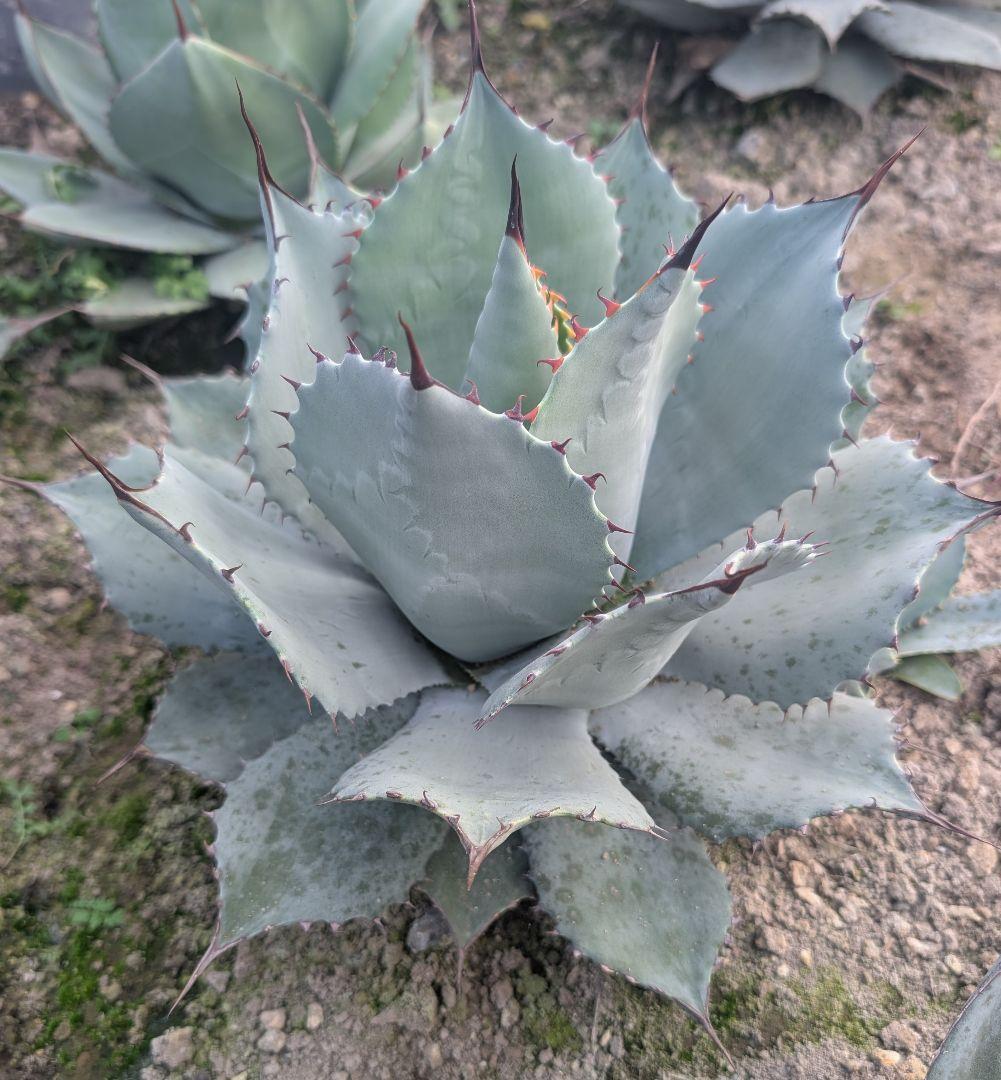 アガベ☆パリートランカータ 実生株 唯一無二の個体美 ドライガーデン向け アガベ パリー トルンカータ トランカータ 新築祝い ドライガーデン