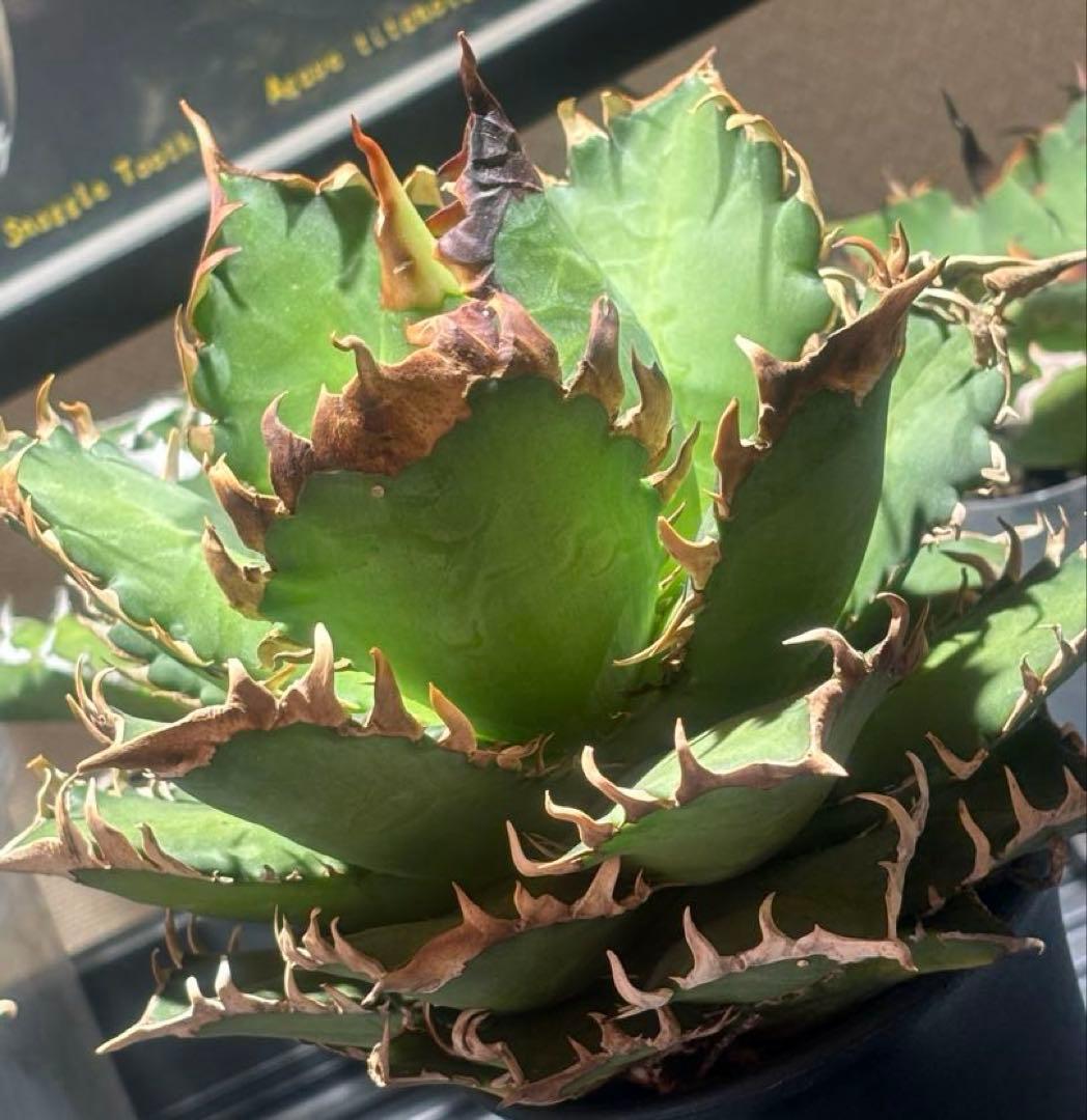 限定品！アガベチタノタレッドヴェノム（極上株）超S級激レアsuperイラン大株！ m78940519316_1.jpg?1704373776