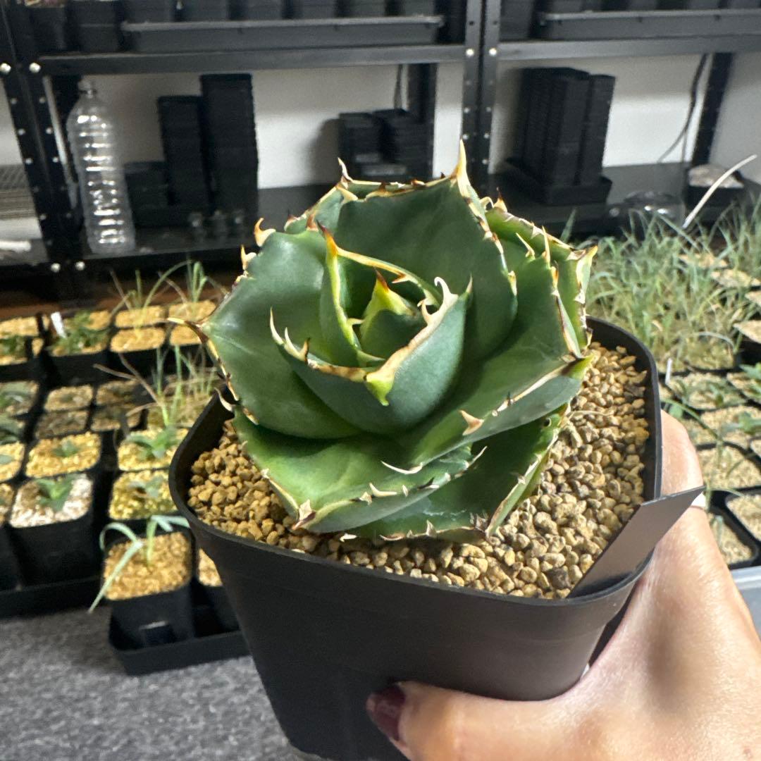 アガベ ハデス 黒帝斬 子株付き 選抜親株 - メルカリ
