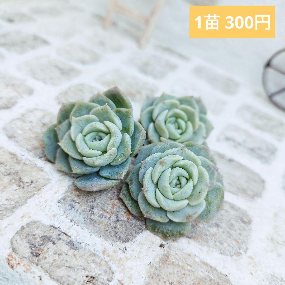 ミステリー◎多肉植物 カット苗 輸入苗 エケベリア等 - メルカリ