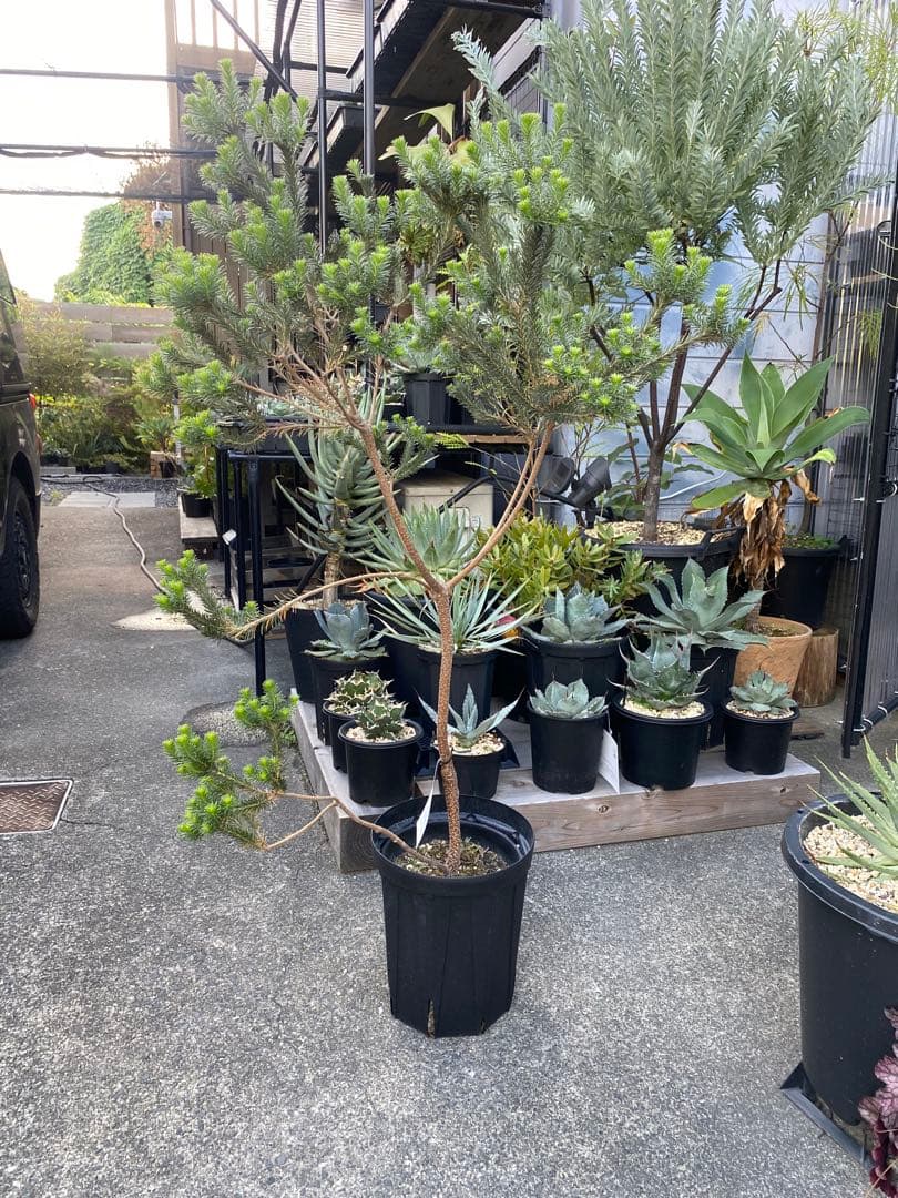 Banksia Little Eric バンクシア リトルエリック - メルカリ