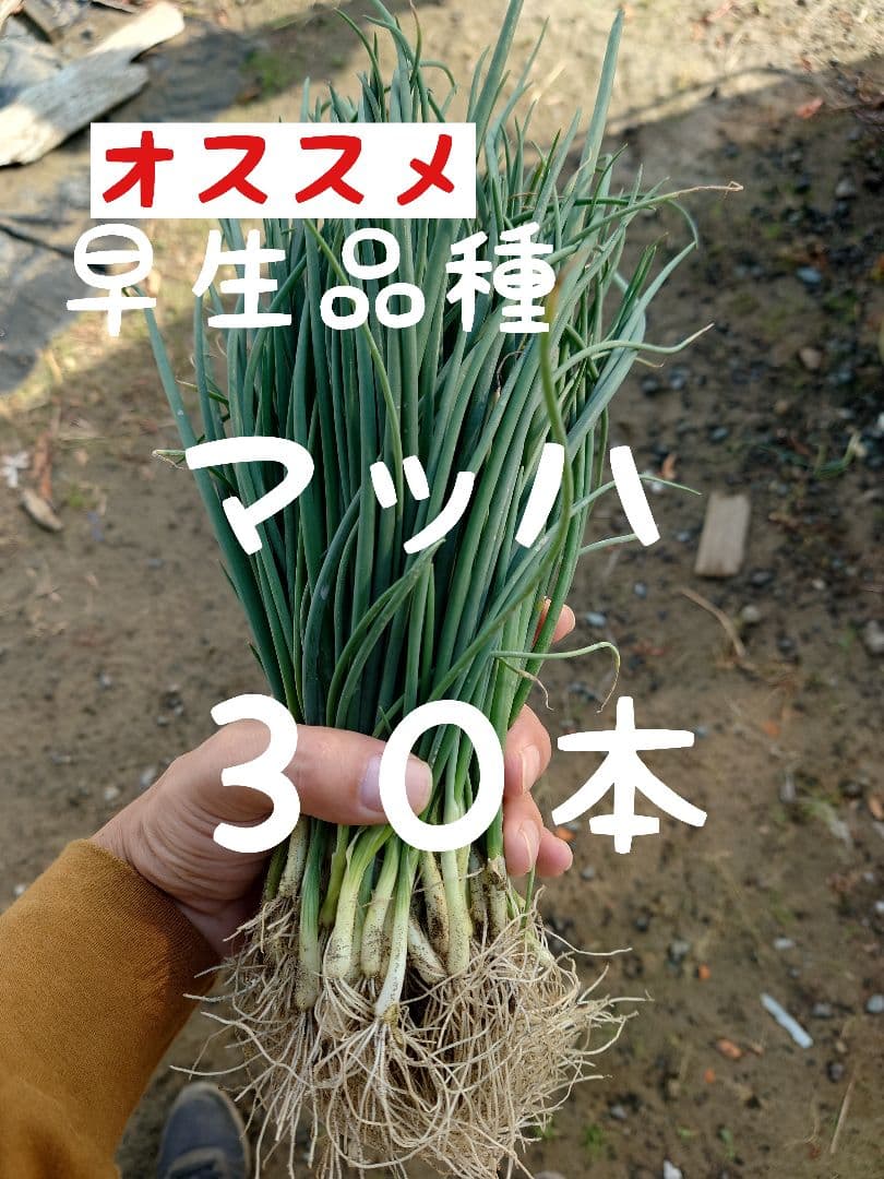 玉ねぎ苗【早生品種マッハ30本】【野菜苗】 - メルカリ