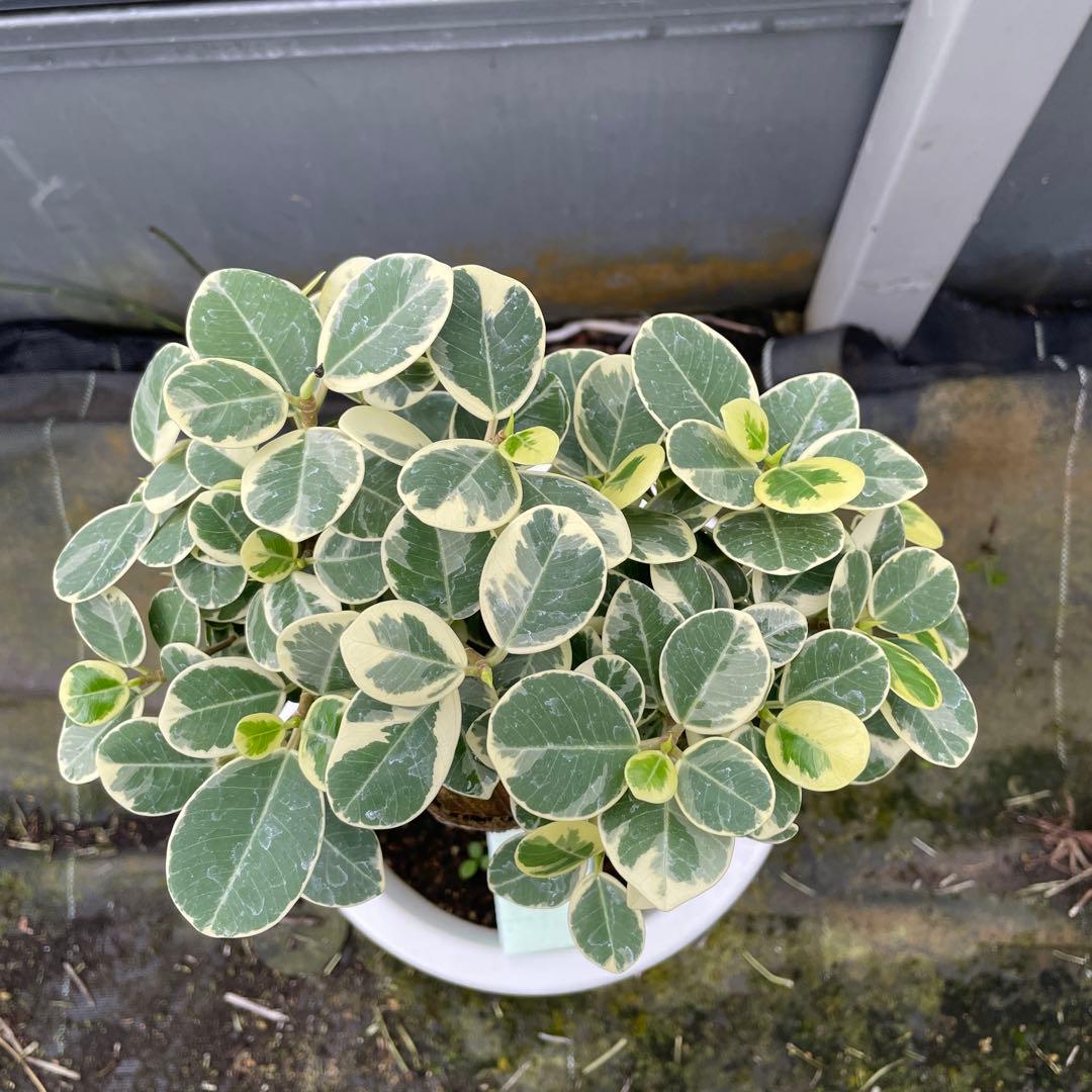 パンダガジュマル斑入り接木8号