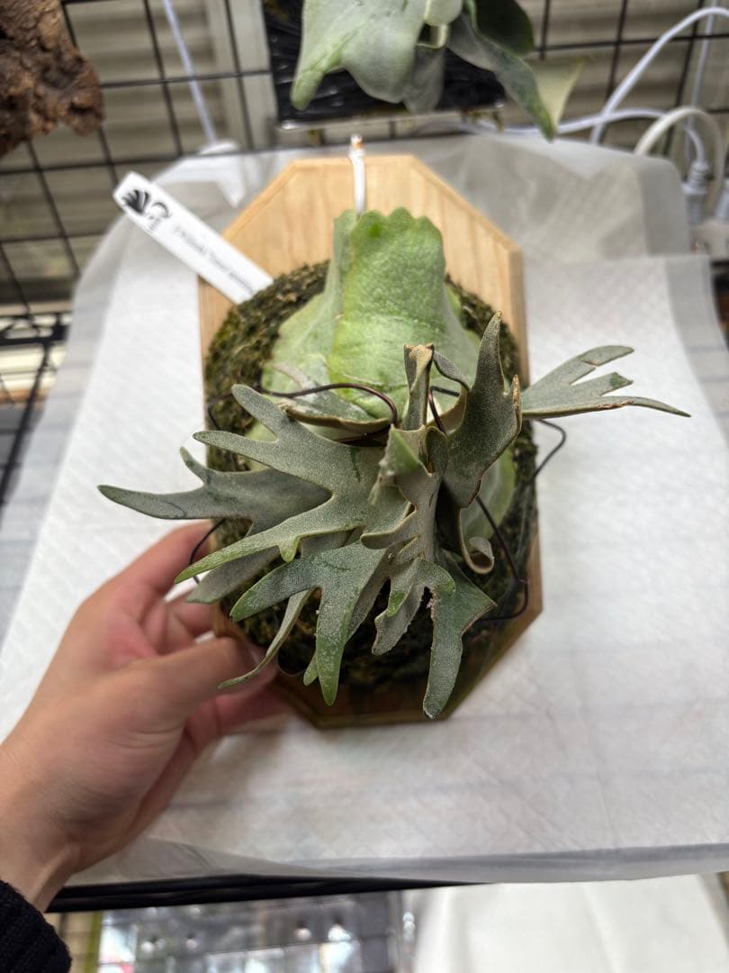 ビカクシダ hhr totoro - メルカリ