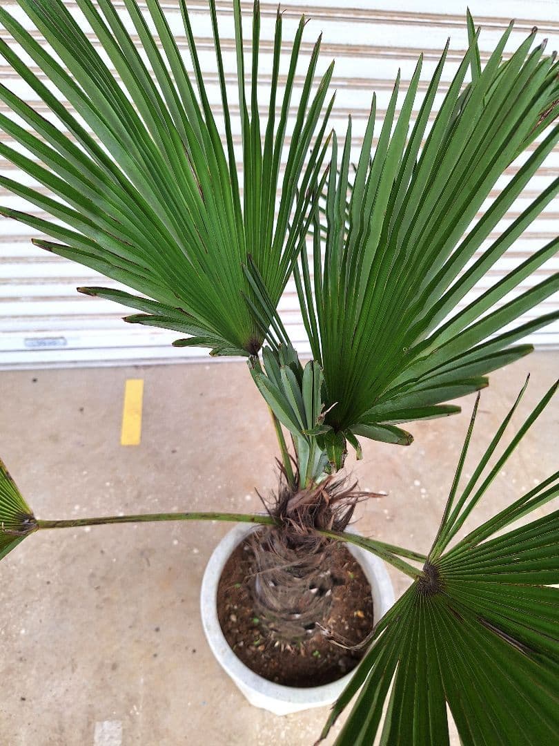 トウジュロ (唐棕櫚、シュロの木) - メルカリ