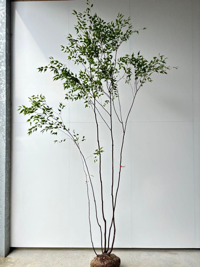 細枝で美しい樹形 超特大の絶品 ハイノキ 株立 493 樹高2.9m位 高級樹