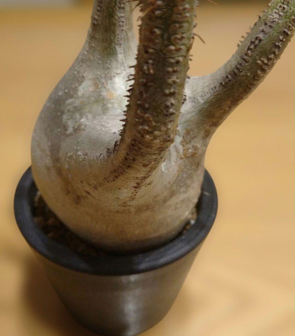 現地球 発根済み グラキリス 丸々美株 カクタスグリーン購入株 3本細