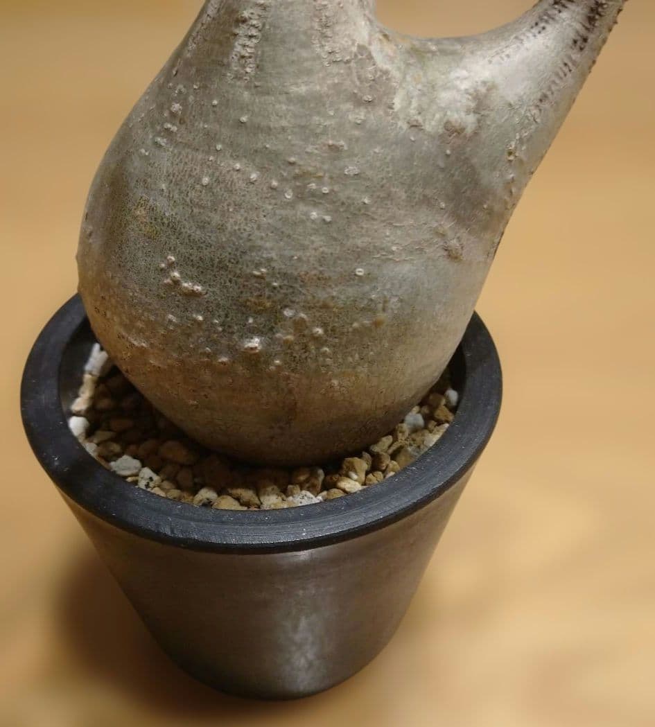 現地球 発根済み グラキリス 丸々美株 カクタスグリーン購入株 3本細