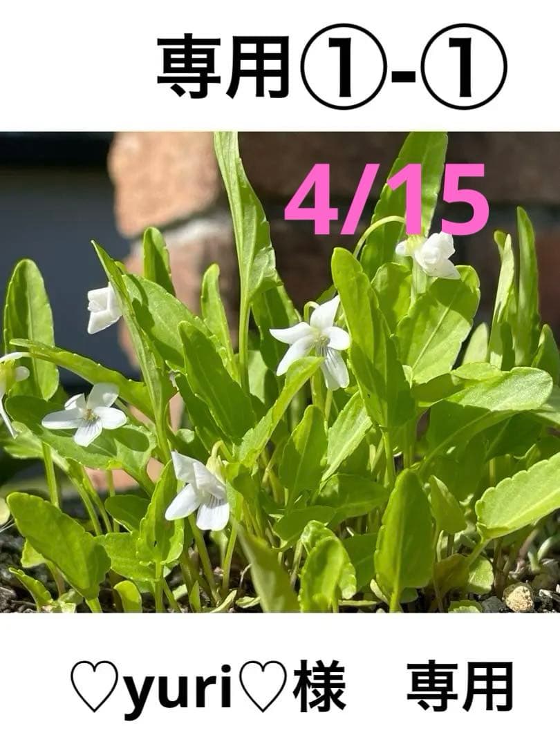 ①-① 専用です。 000000000361_FI6v9iT.jpg