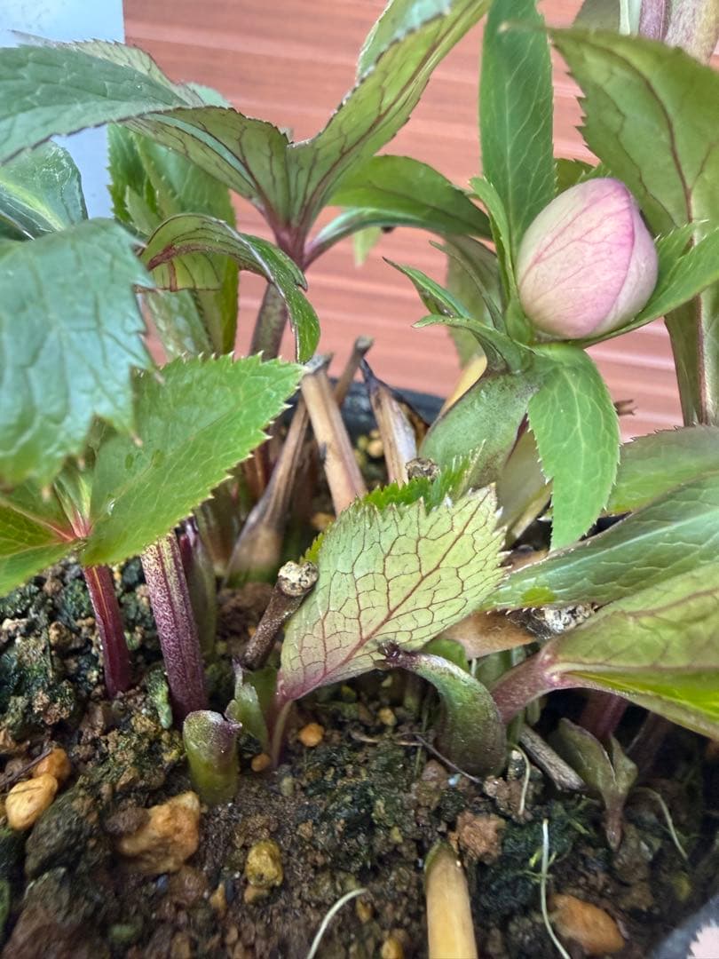 未株分】クリスマスローズ 大木ナーセリー ムルチ系オーレア交配