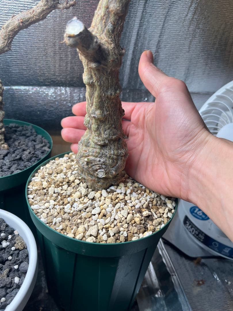 早い者勝ち 超極太 実生パキプス パキプス オペルクリカリアパキプス