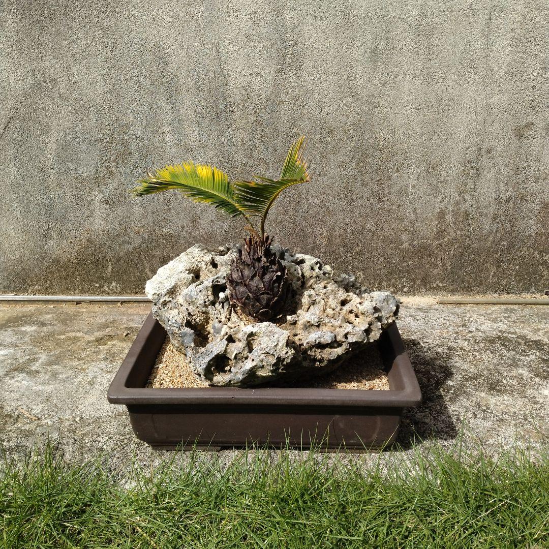 金環蘇鉄　珊瑚石付き　盆栽 金環蘇鉄 珊瑚石付き 盆栽 園芸ネット本店｜金環ソテツ 7号鉢植え の