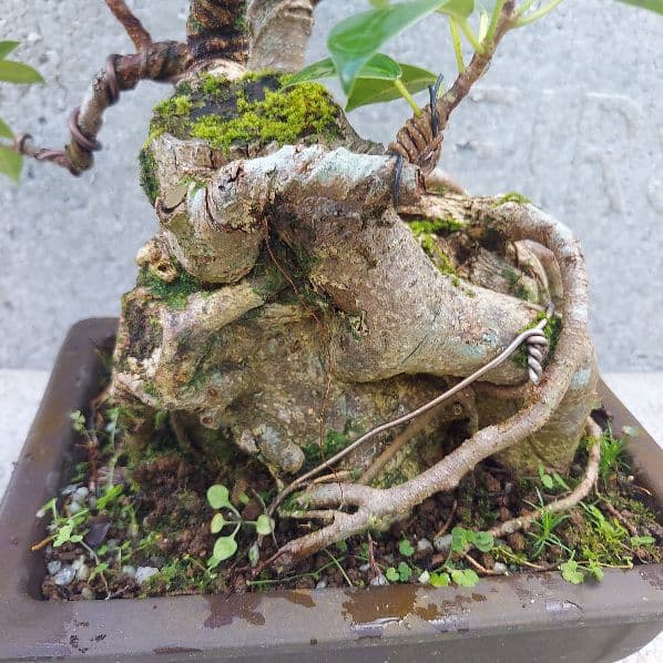 亜熱帯の樹木　奄美のガジュマル　④　幹塊 奄美大島の神秘「カジュマル」とは？精霊が宿る木の魅力とおすすめ