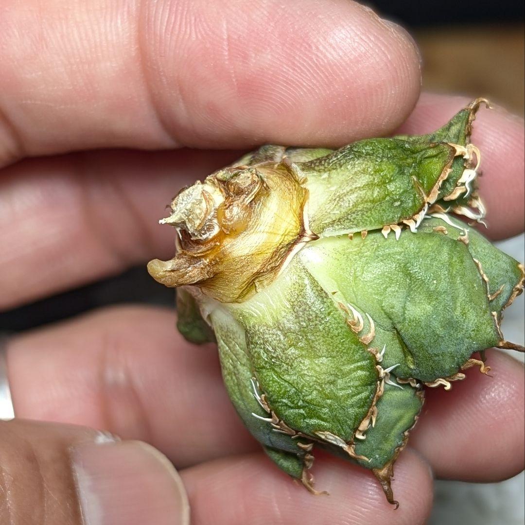 ミクロサイズ ボール型】Agavetitanota