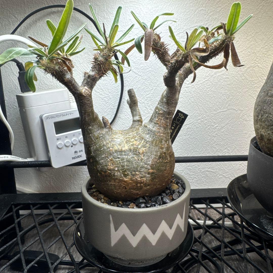 valim 鉢付き グラキリス - メルカリ