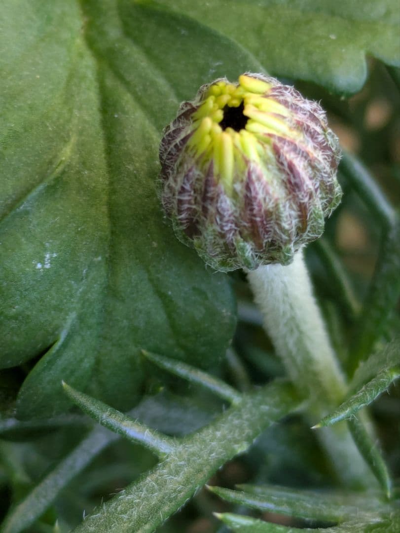 ♡べーしーる様♡