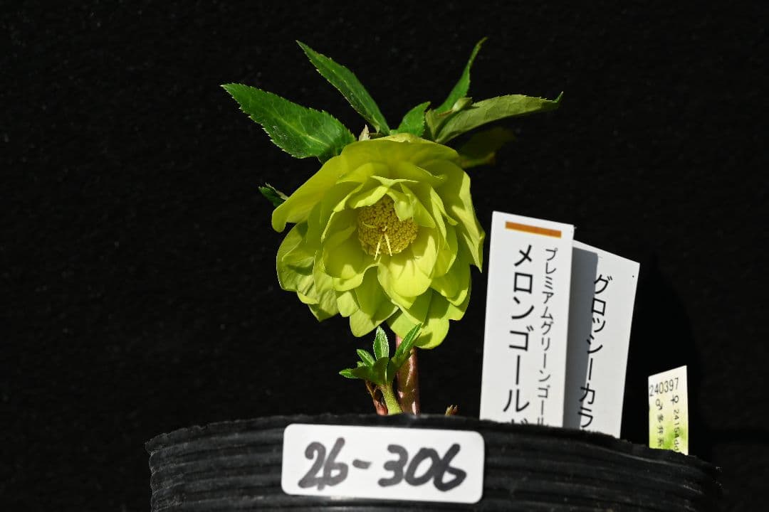 クリスマスローズ 初出品 グロッシーメロンゴールド 加藤農園 - メルカリ