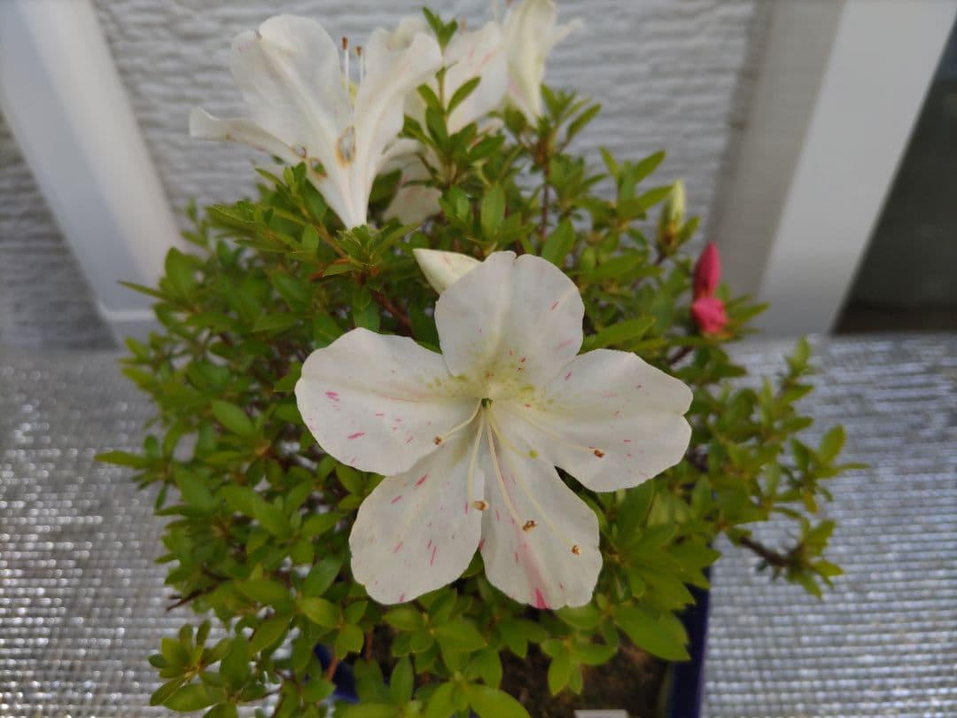 皐月　　品種、明美の月　　早い者勝ち