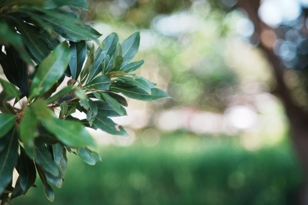 バブルボケ】動作◎ FUJINON 55mm F2.2 後期 M42 739 - メルカリ