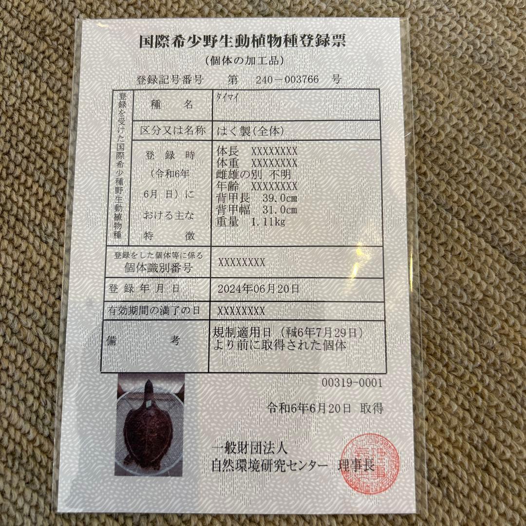 うみがめ タイマイの剥製 国際希少野生動植物登録票有り - メルカリ