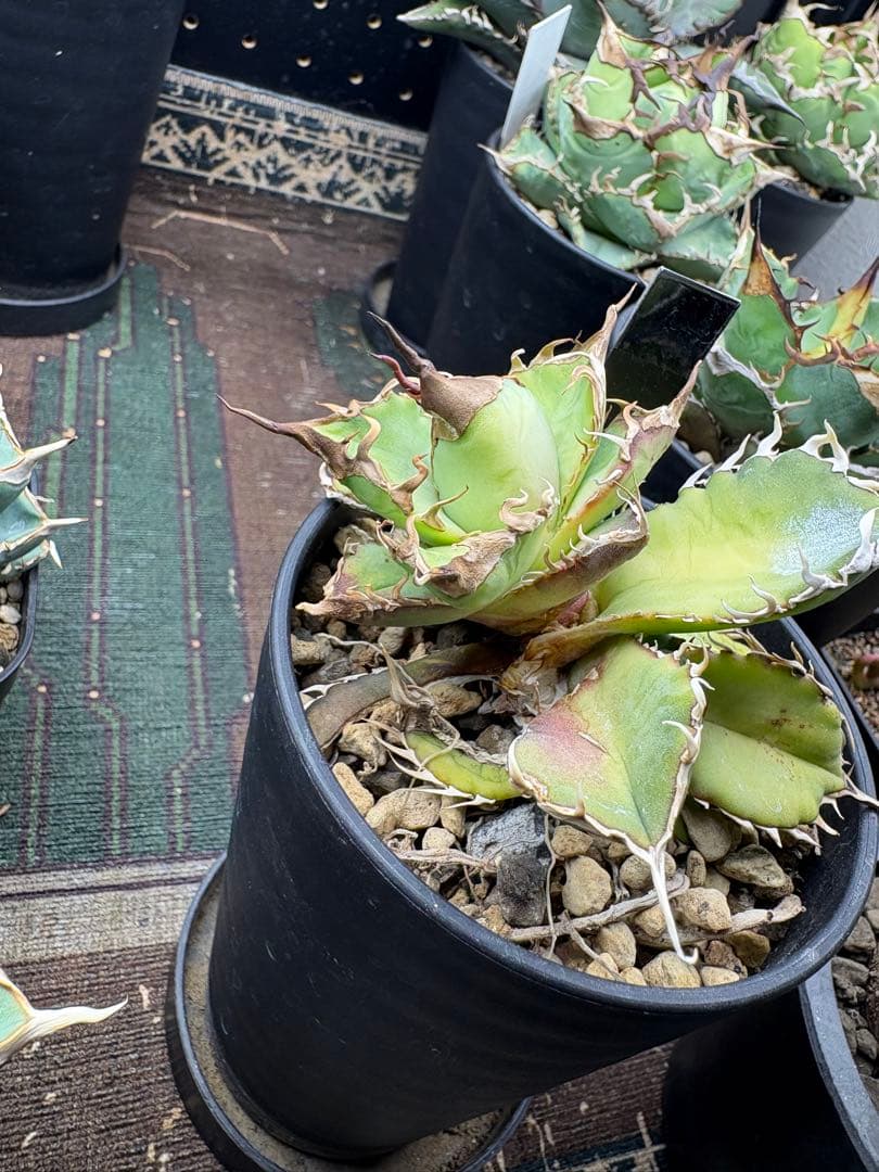 R*様 アガベ デッドヒート DEADHEAT アガベ ロウルサンコ（実生 レジ