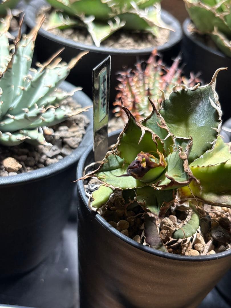 R*様 アガベ デッドヒート DEADHEAT アガベ ロウルサンコ（実生 レジ