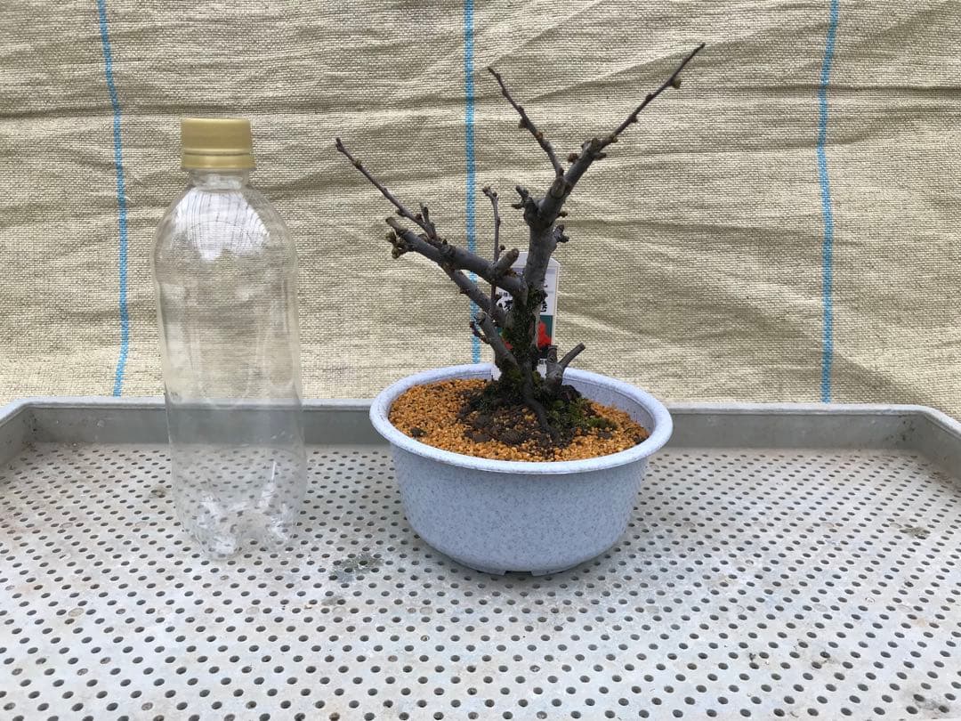 木瓜(ボケ)・放春花 5寸 6品種セット③