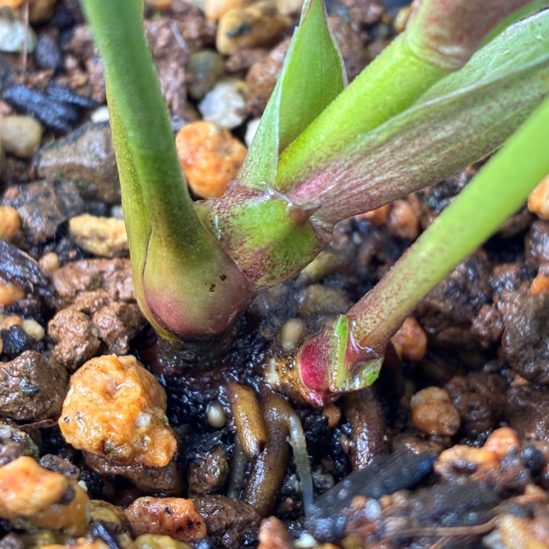 の*ん様 ☘️蕾付き☘️3305⭐️小輪⭐️超多弁⭐️アンティークカラー⭐️広瀬