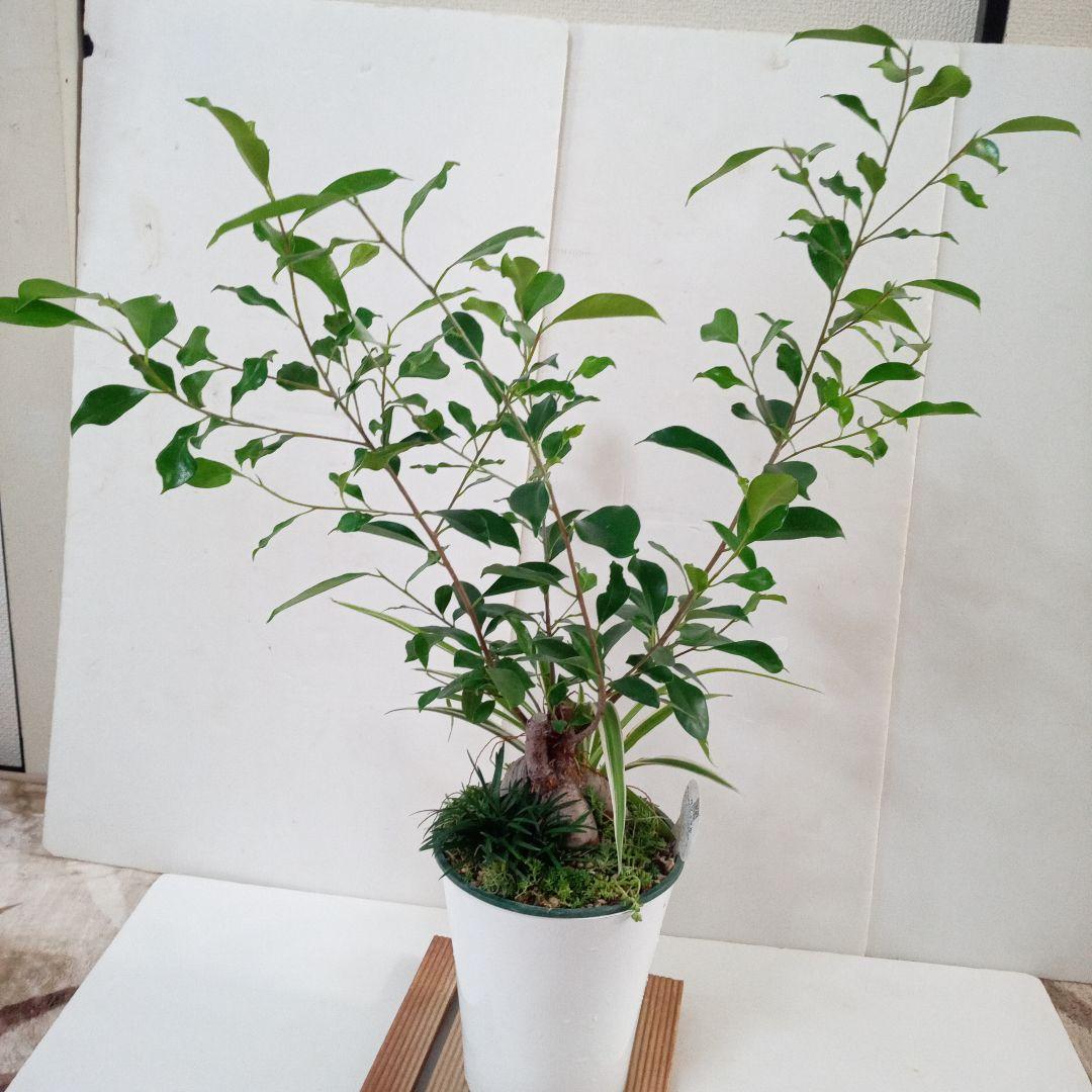 新品 Muza SXL0431 バッハ パルティータ第2番 マリア・グリンベルク