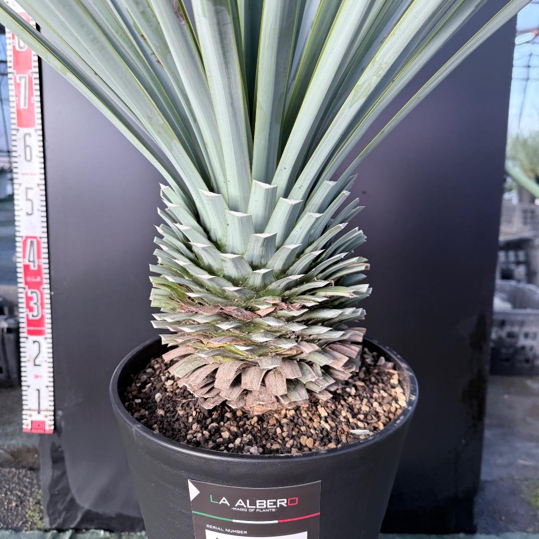 じ*歩様 【AL1126】ユッカ　リギダ