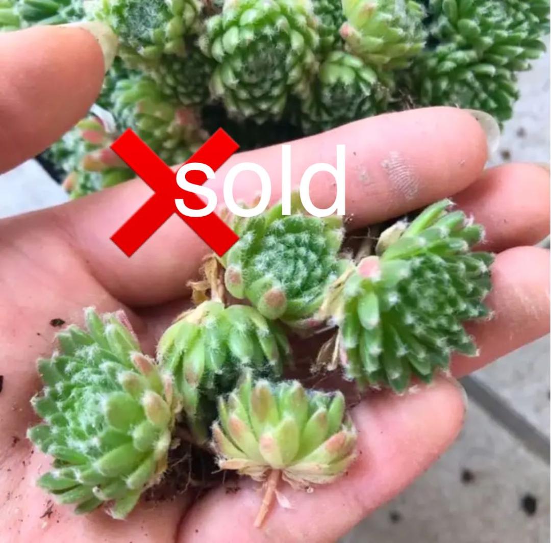 アッシェーズオブローゼス 5苗!!【おまとめ1投稿につき100円引き】 セール】 【WEB限定・洗える】ナチュラルスムース ワンピース （ドレス