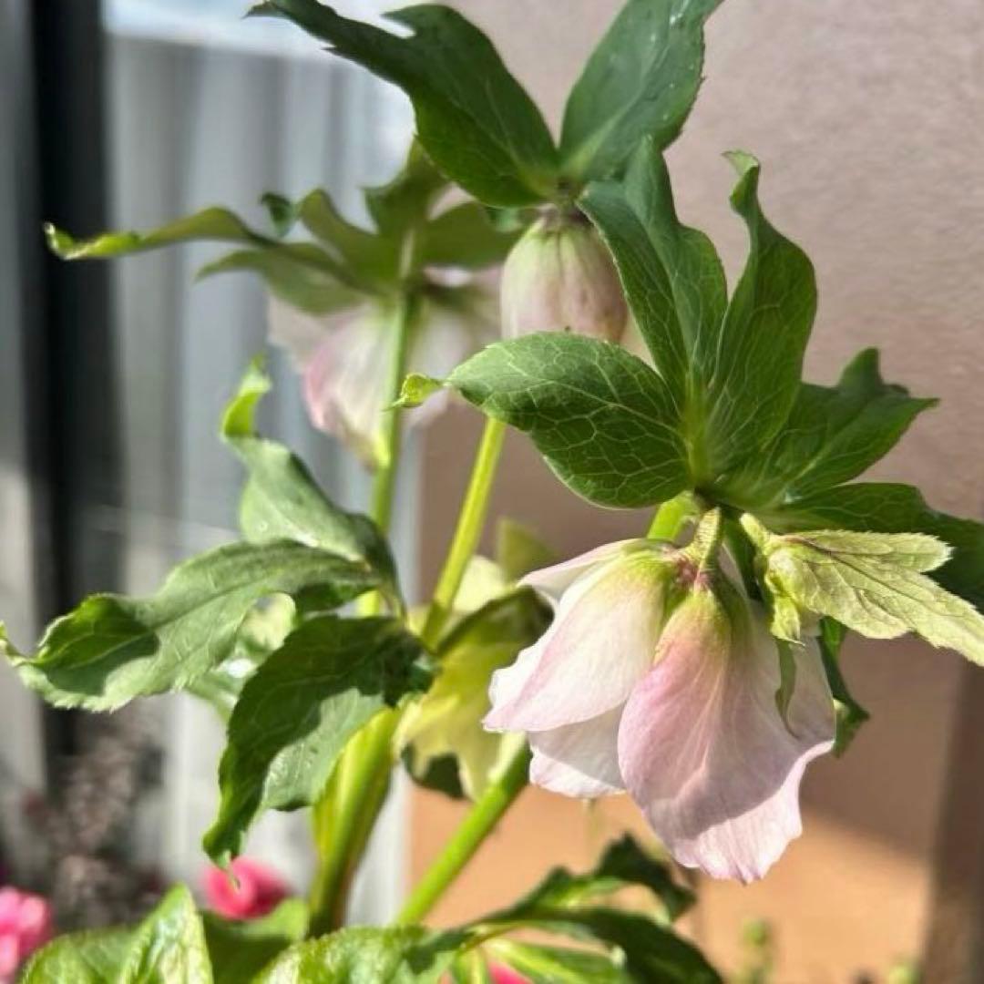 【野田園芸】クリスマスローズ　ダブル　ホワイト系ピコティ　《1/25》