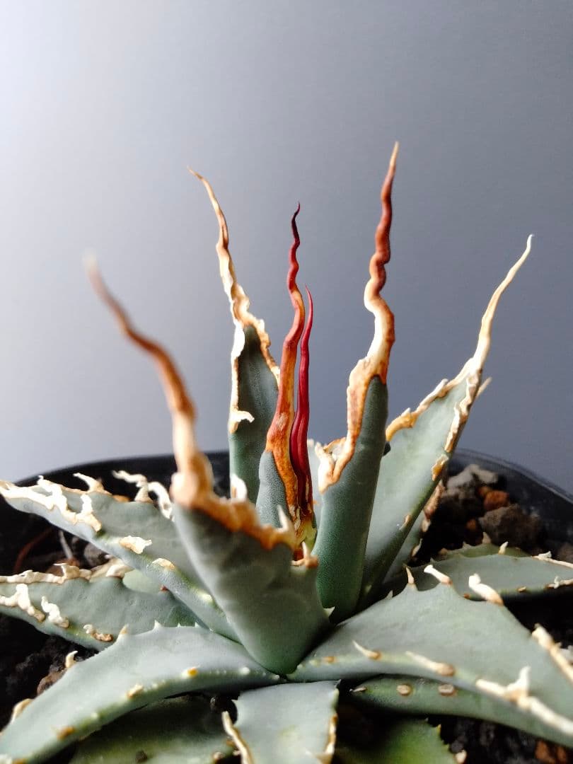 実生選抜株 AE-004】アガベ エボリスピナ 陽炎 - メルカリ