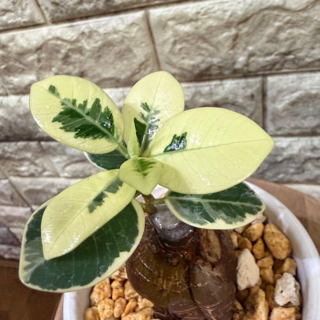 【専用】パンダガジュマル 斑入り ぷっくり塊根・発根済み 新芽あり4号鉢 Amazon.co.jp: 白パンダガジュマル 斑入り 苗 鉢 : DIY・工具・ガーデン