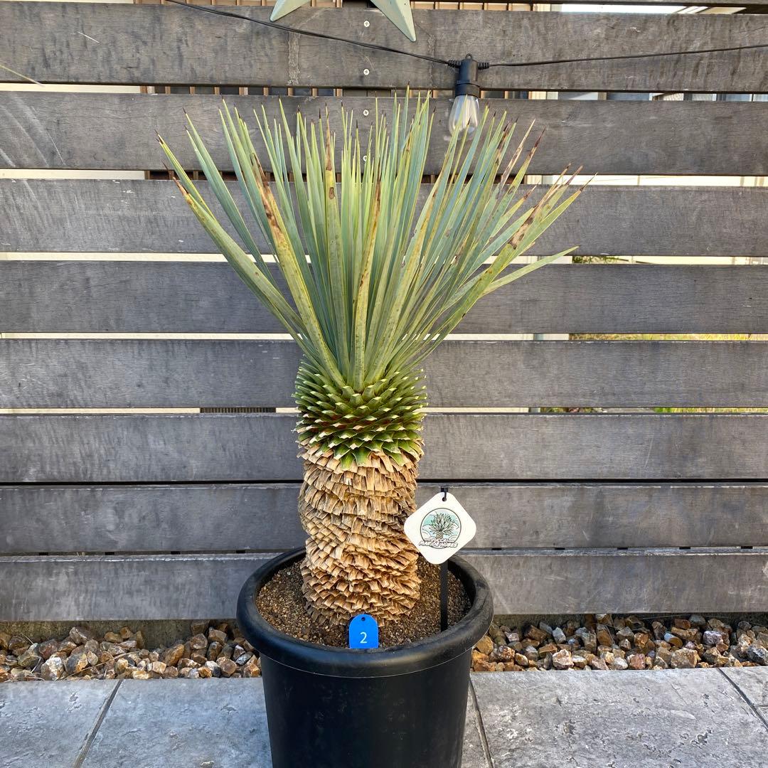 ユッカ マルデヌベス 2 - メルカリ