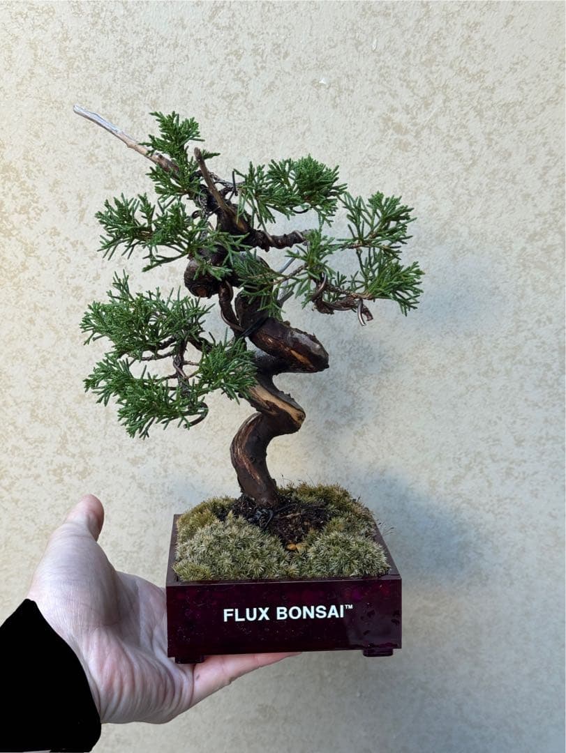 【盆栽】真柏　アクリル　エヴァパープル バラエティ盆栽展」と満開のハンカチノキ | 豊平公園 - 札幌市公園緑化協会