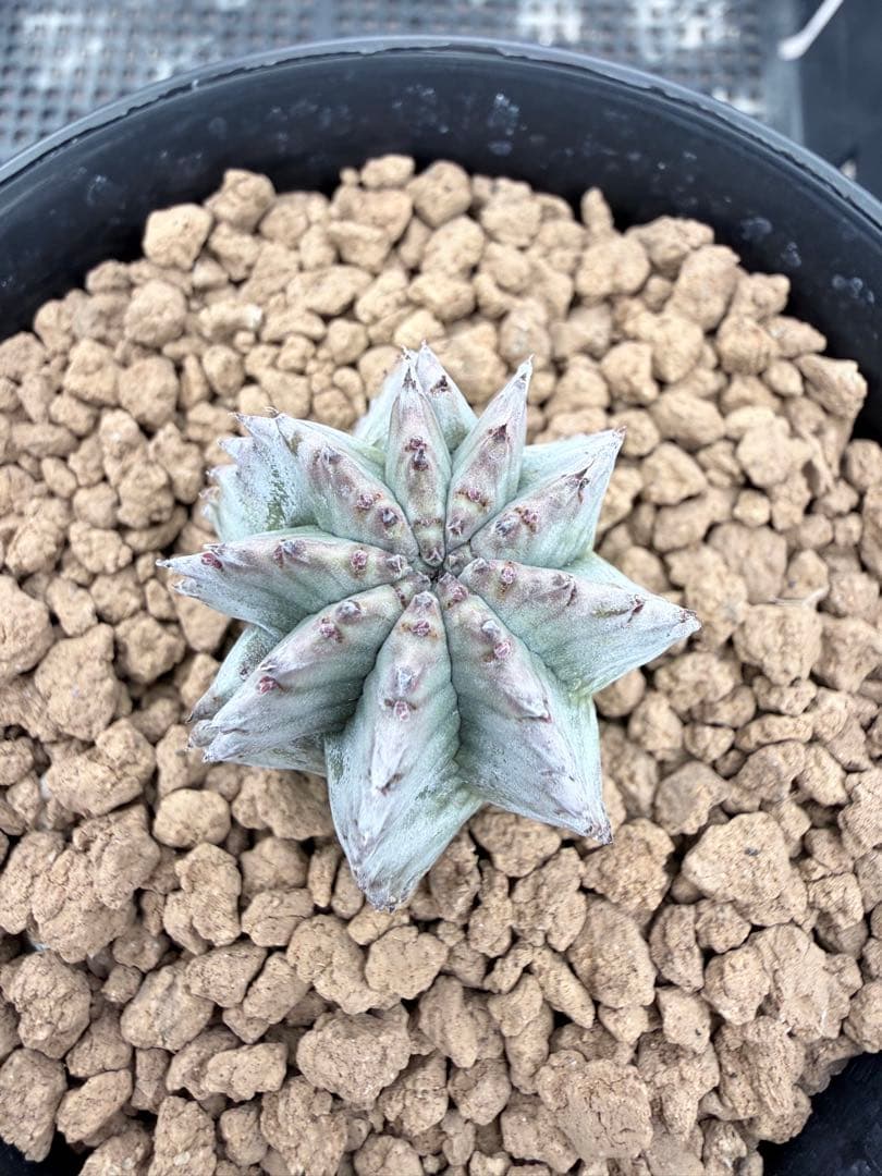 スーパーホワイト ホリダ ユーフォルビア オベサ バリダ - メルカリ