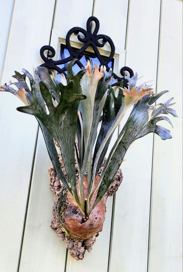 ビカクシダ☆hillii dwarf☆ヒリードワーフ☆vp - メルカリ