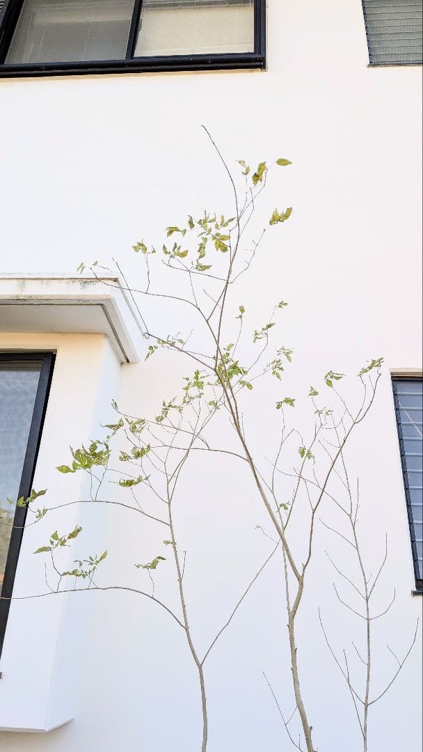 2.5m。山採りアオダモ株。